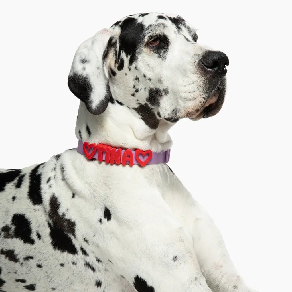 Elegância, Conforto e Estilo Para Seu Melhor Amigo 🐕💖