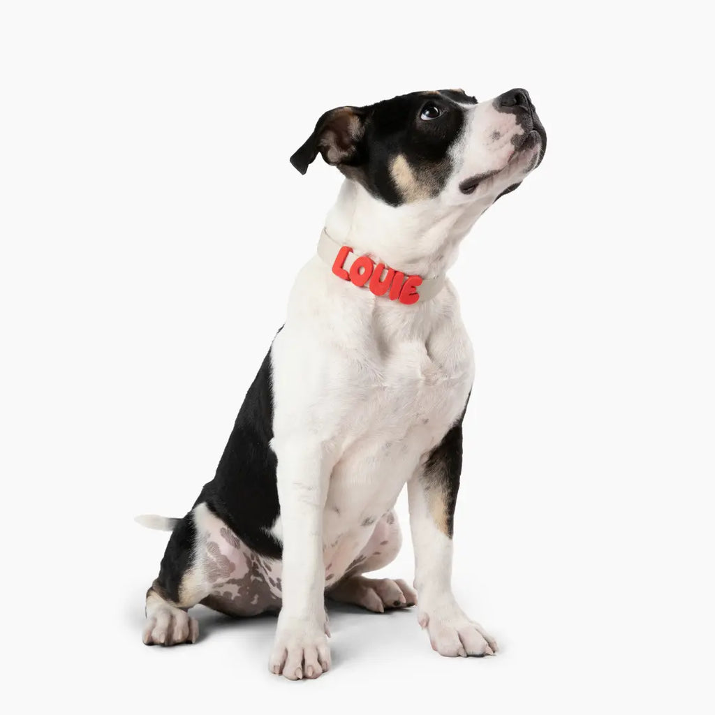 Elegância, Conforto e Estilo Para Seu Melhor Amigo 🐕💖